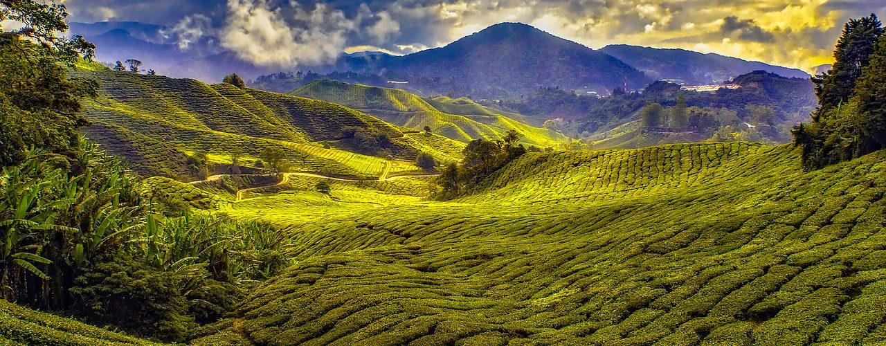 Lush green mountains in Malaysia